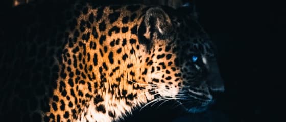 Az Yggdrasil Partners ReelPlay kiadja a Jaguar SuperWays-t Bad Dingótól